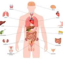 Mewar University human anatomy